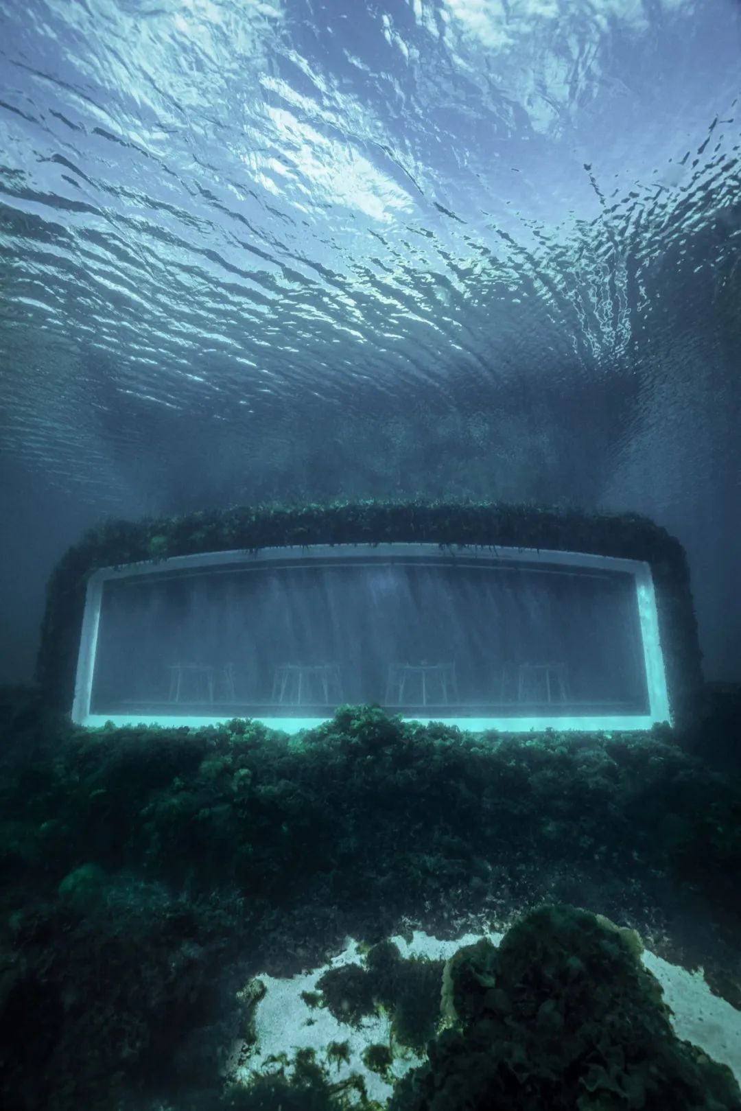 世界最大水下餐厅——挪威Under已完全“被大自然拥抱”