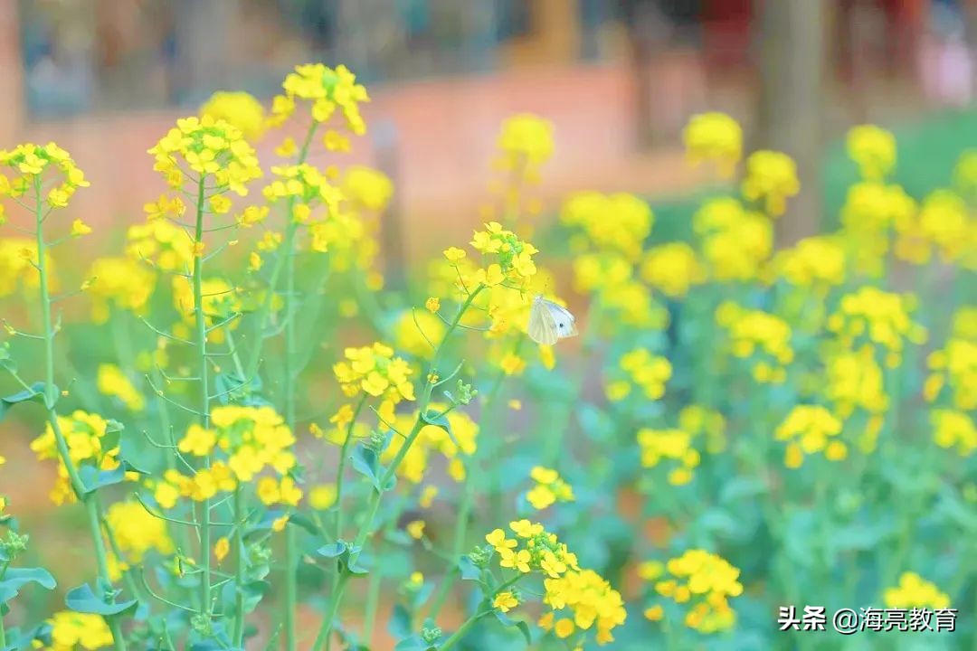 注意！前方一大波春日校园美景来袭