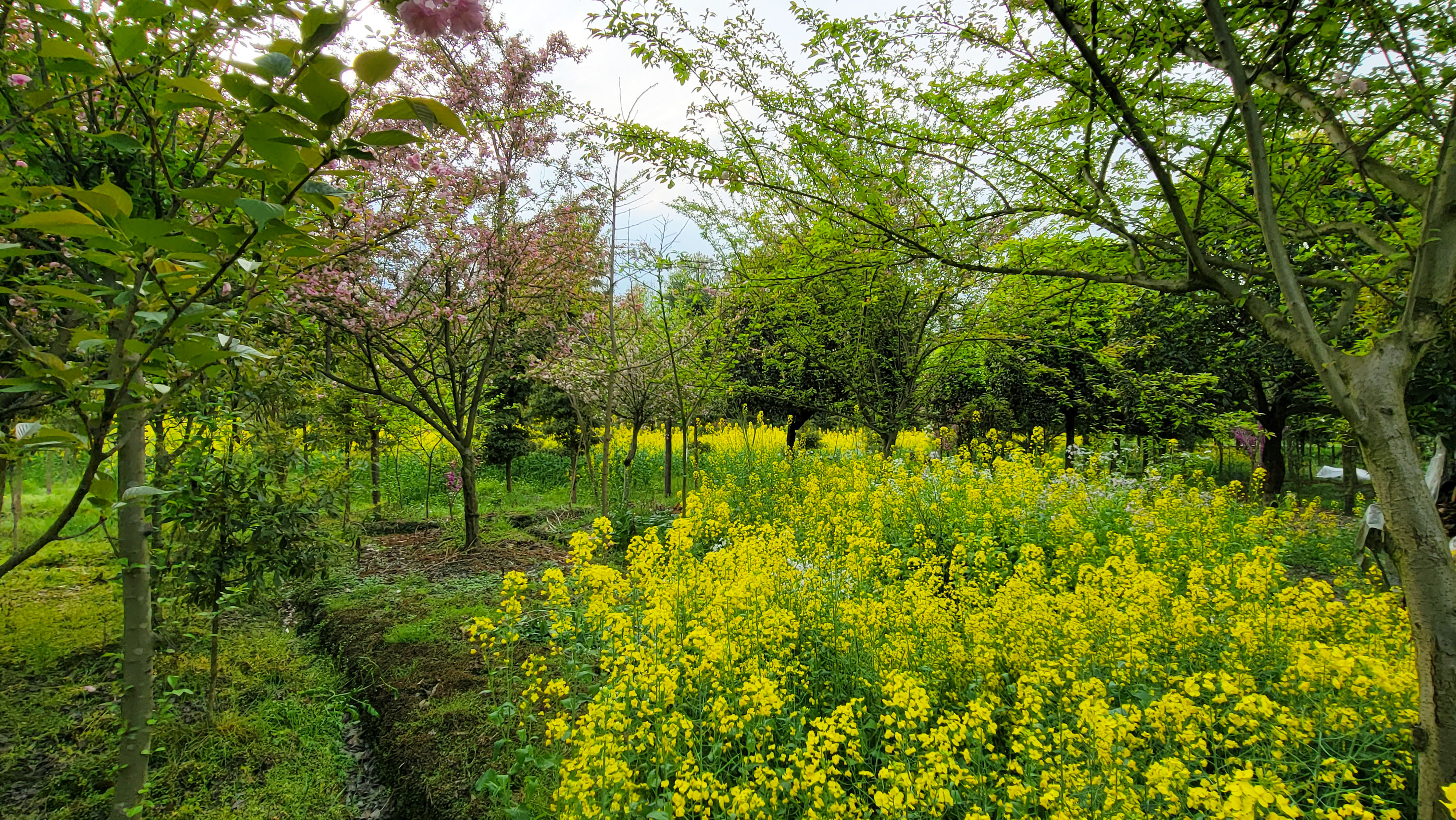 田园风光之春分时节有感