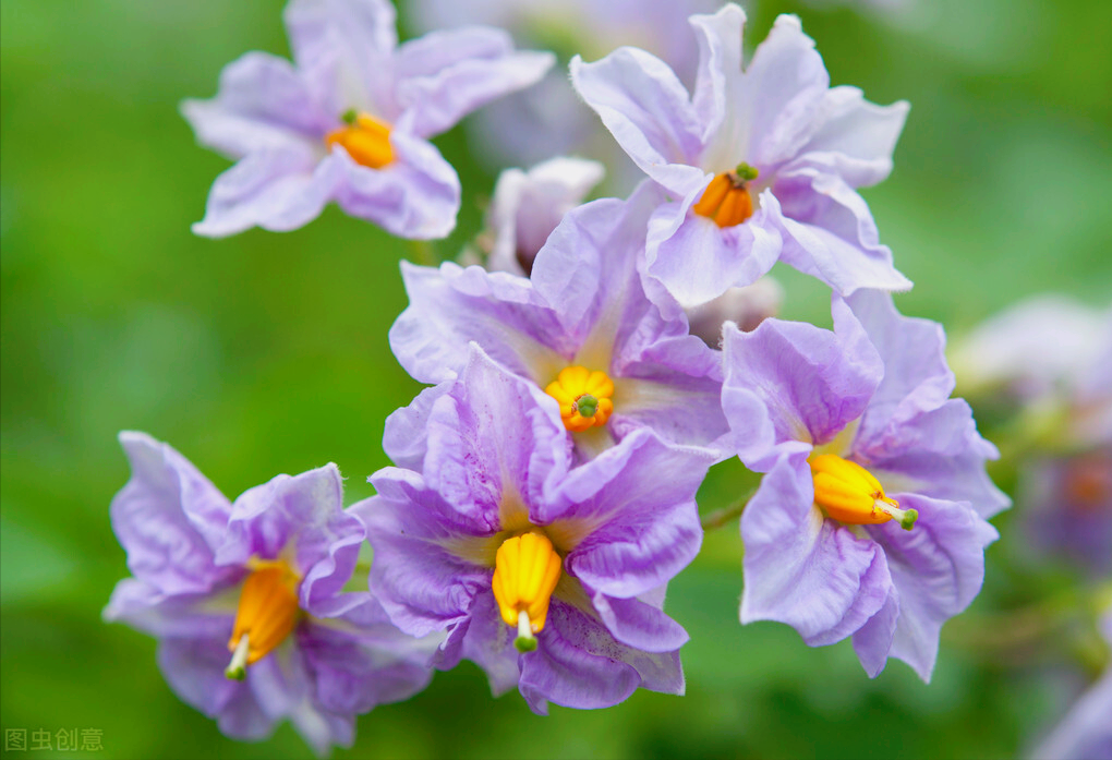洋葱花图片(一花一世界) - 赤虎壹号