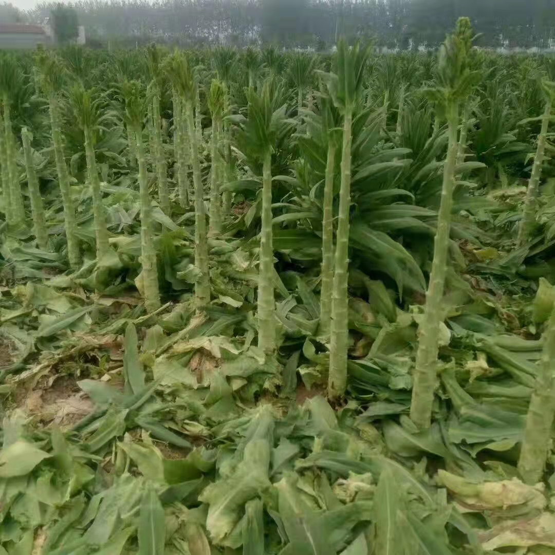 苔干为何被称为贡菜?它是什么制作而成的?为何不大力推广种植