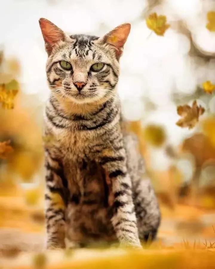 中国梨花猫有什么优缺点呢？