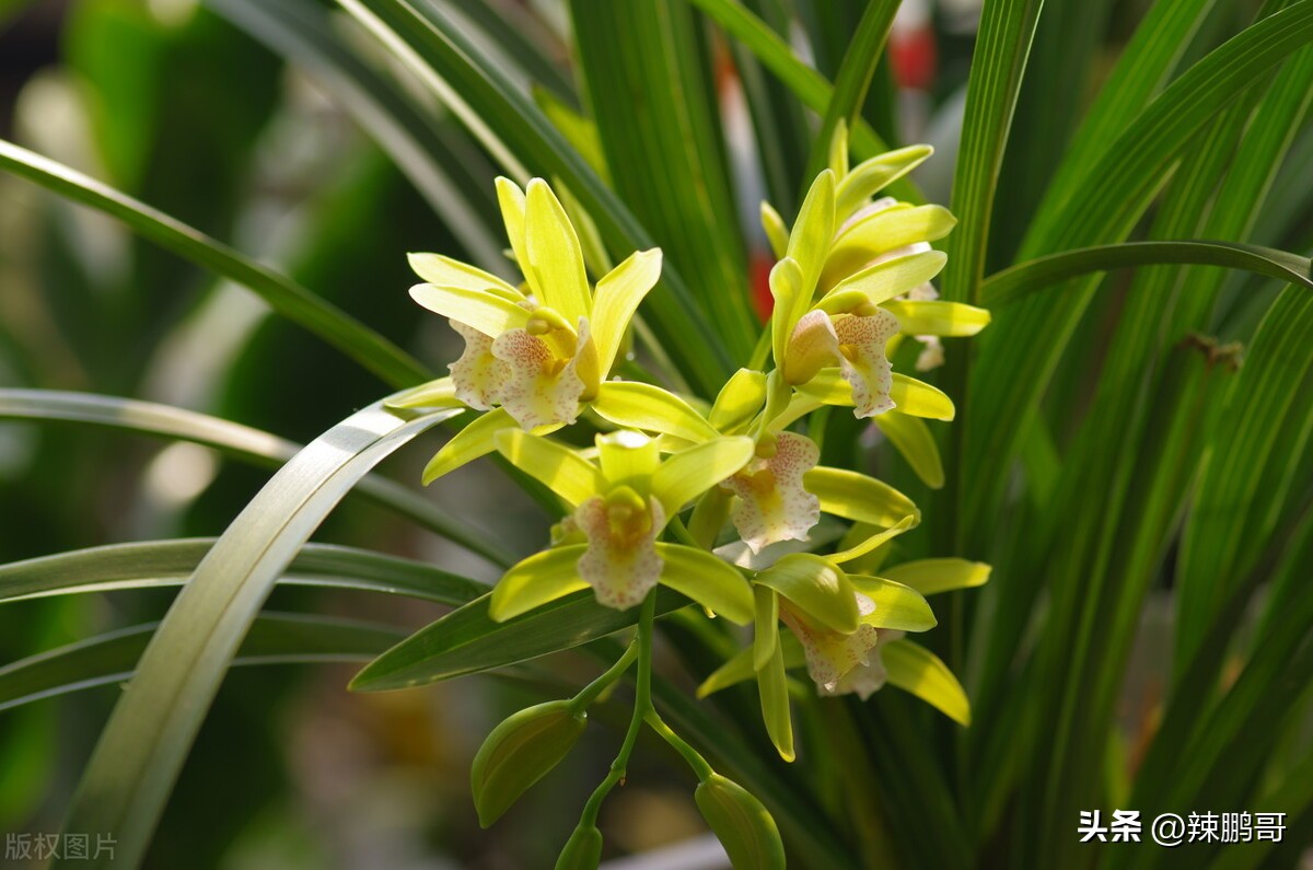 兰摧玉折:兰草被摧残,美玉被折断.