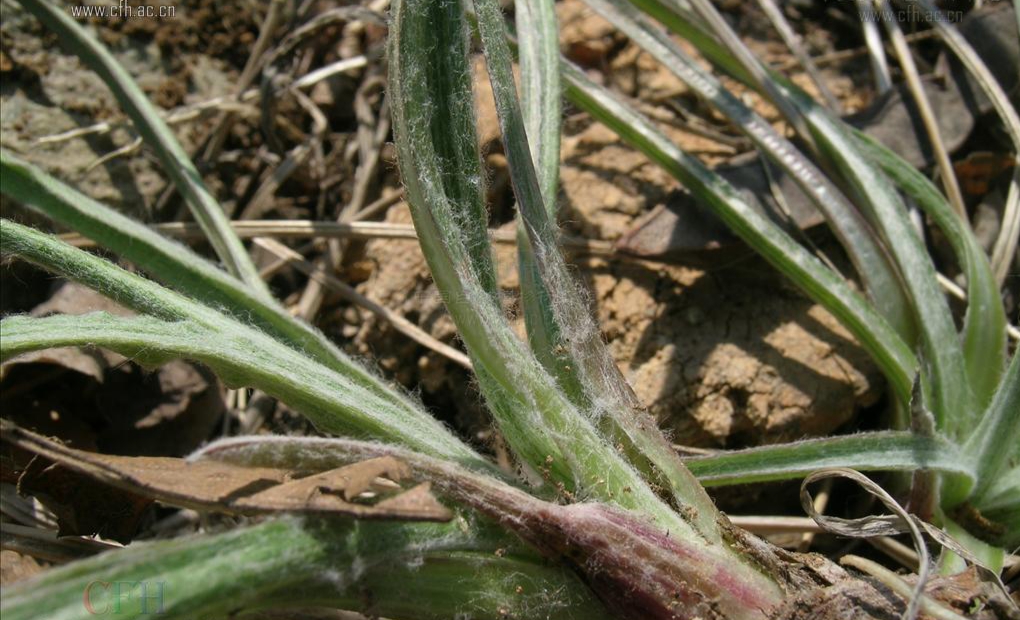 毛葱图片「东北毛葱图片」-友友