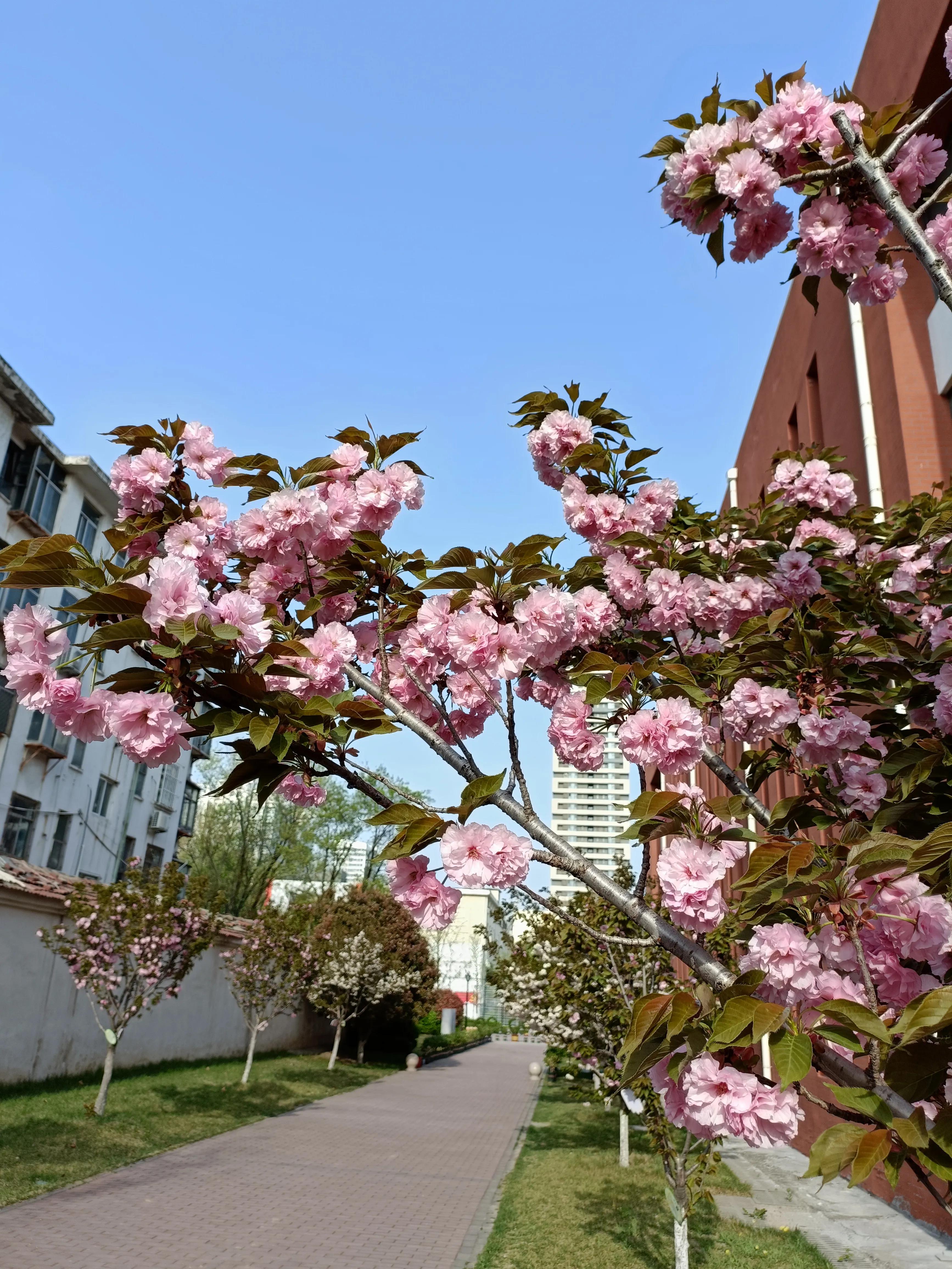 先到兄弟学校打卡看看春天的校园.花开得绚烂,吐露芳华.