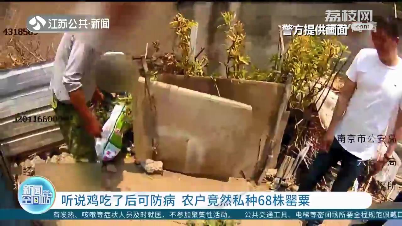 听说鸡吃了后可防病 南京一农户私种68株罂粟