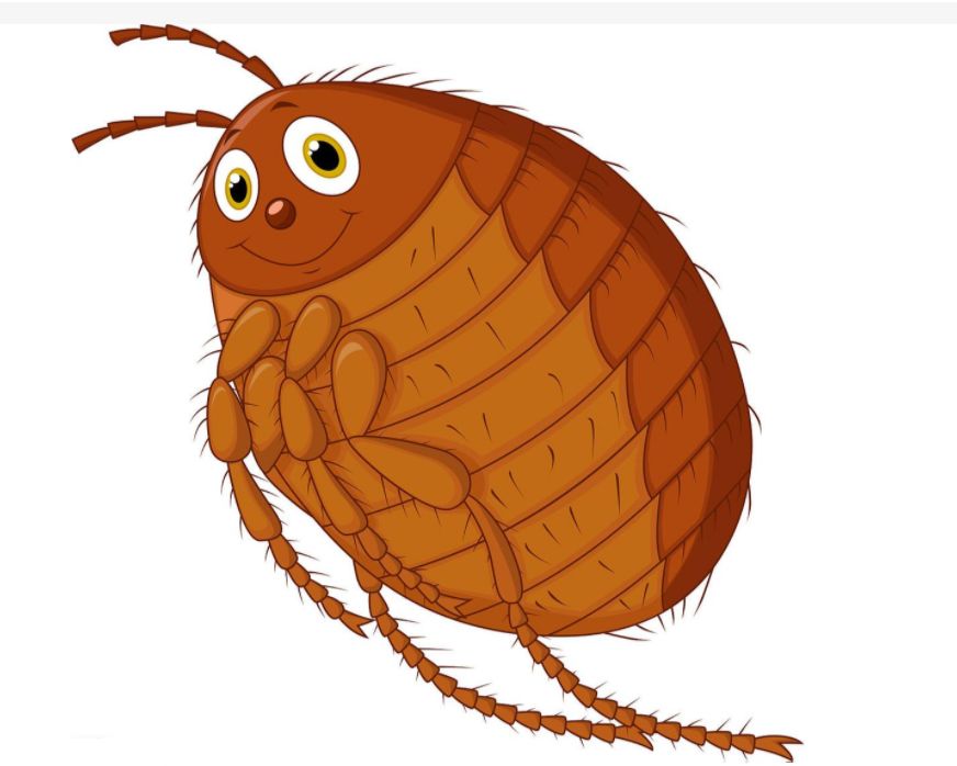 被跳蚤咬了怎么办（跳蚤叮咬后如何处理，跳蚤怎么消灭干净）