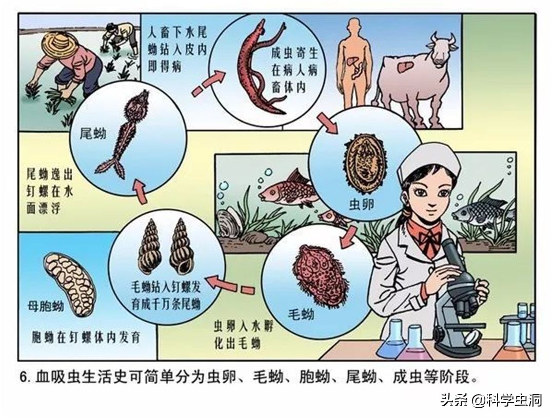 杀人最多的七种动物，第一种蚊子每年致死超72万人，你认识几种？