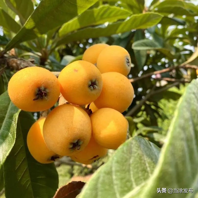 安徽当涂：大青山的枇杷熟了！