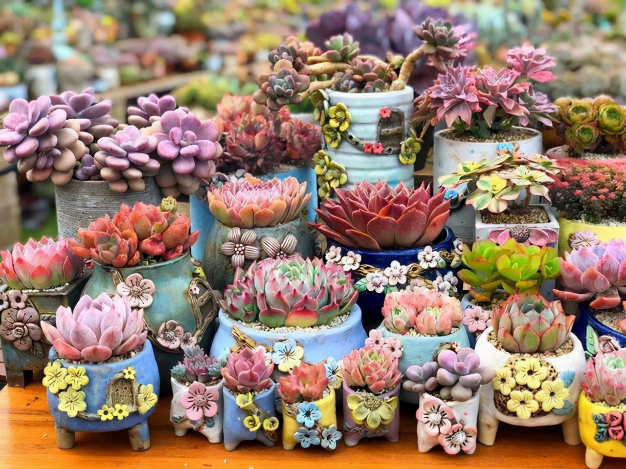 养殖多肉的妙招 多肉长得好技巧