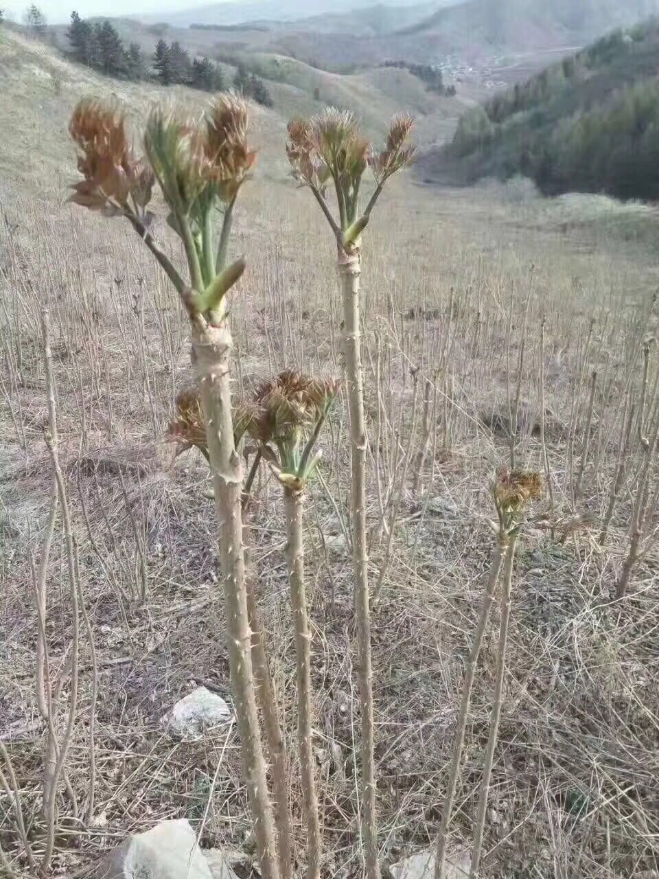 野菜有哪些（这100种野菜很常见也很美味）