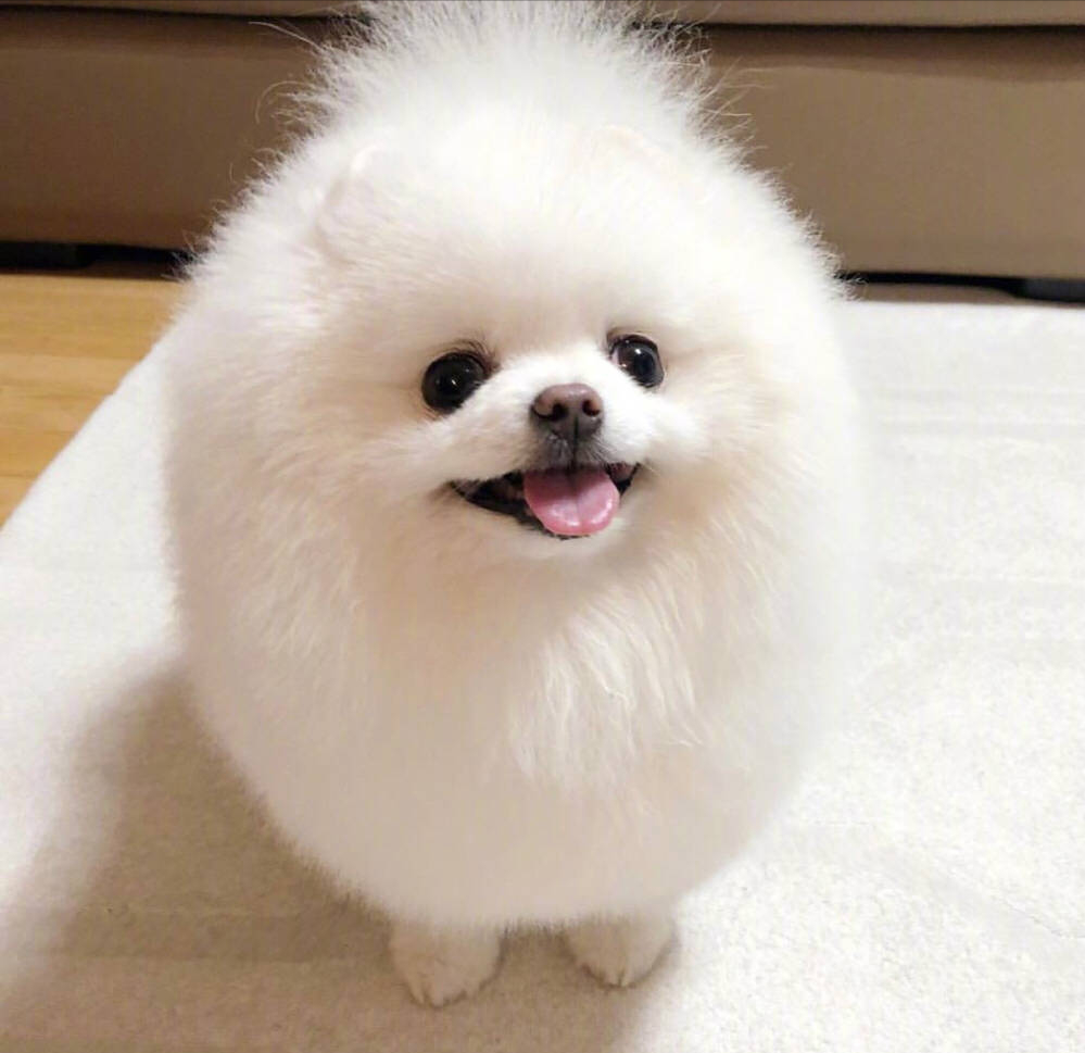 博美狗狗图片(狗狗图鉴) - 赤虎壹号