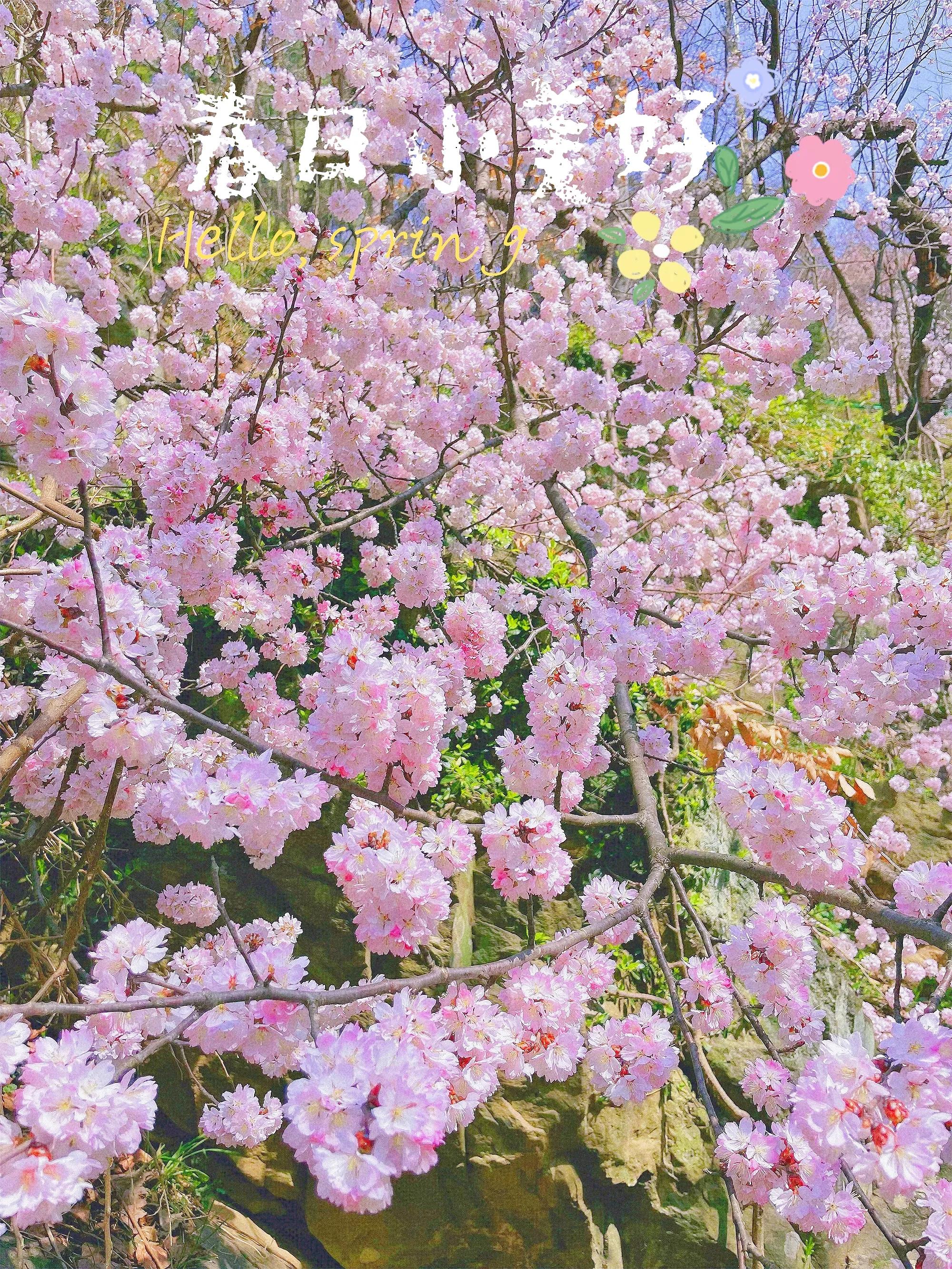 武汉自驾2H，打卡高山野樱花瀑布~花间漫步，自在山居，太浪漫