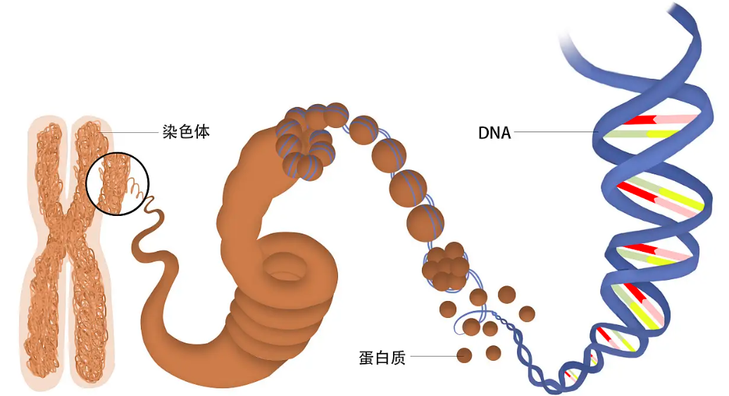 從前生物學家總是將研究的目標放在作為母系遺傳代表的線粒體dna上