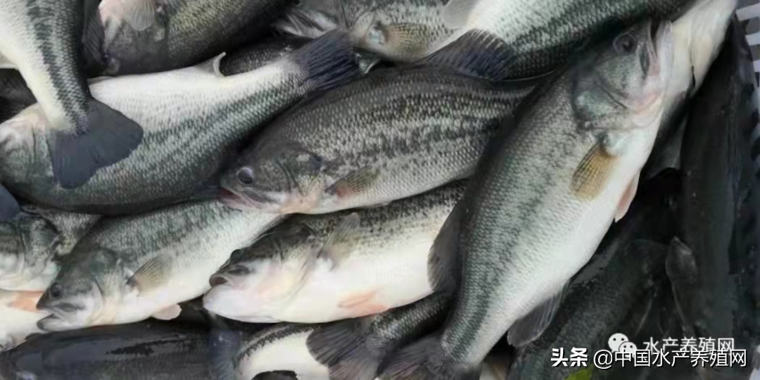 苏州黑鱼多少钱一斤今日鱼价，苏州黑鱼多少钱一斤2021年