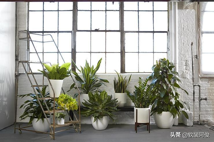 （阿俊聊软装）居家绿植如何选择？看看这10种高格调家居绿植