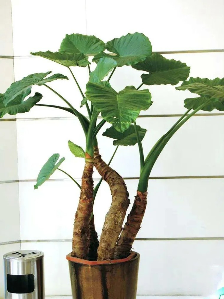 ˮˮֳ_ˮˮô_ˮˮôֳ