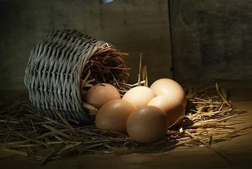 季线三连阴，鸡蛋已日暮途穷？