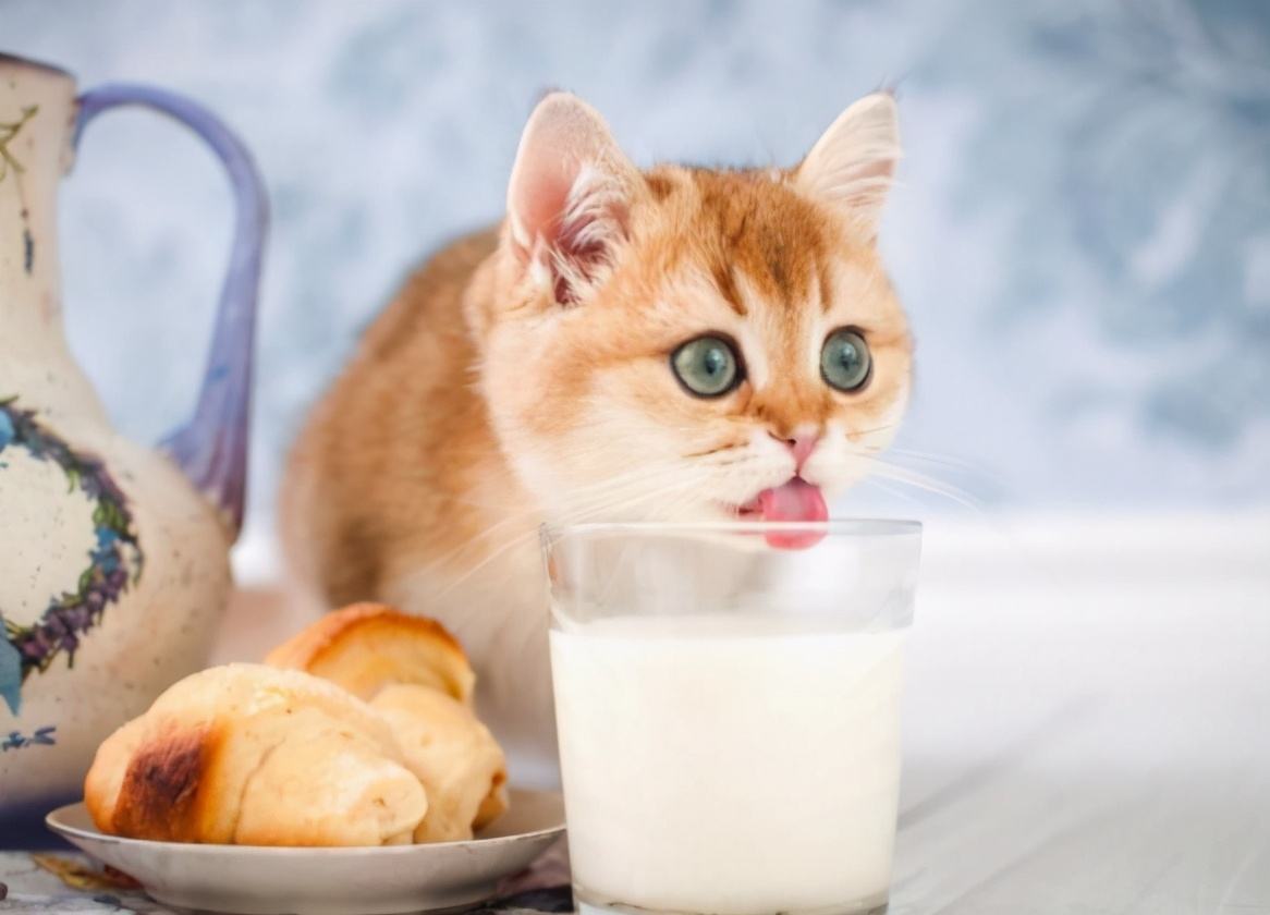 幼猫能吃什么人吃的东西（幼猫可以吃什么人吃的东西）-第1张图片-华展网
