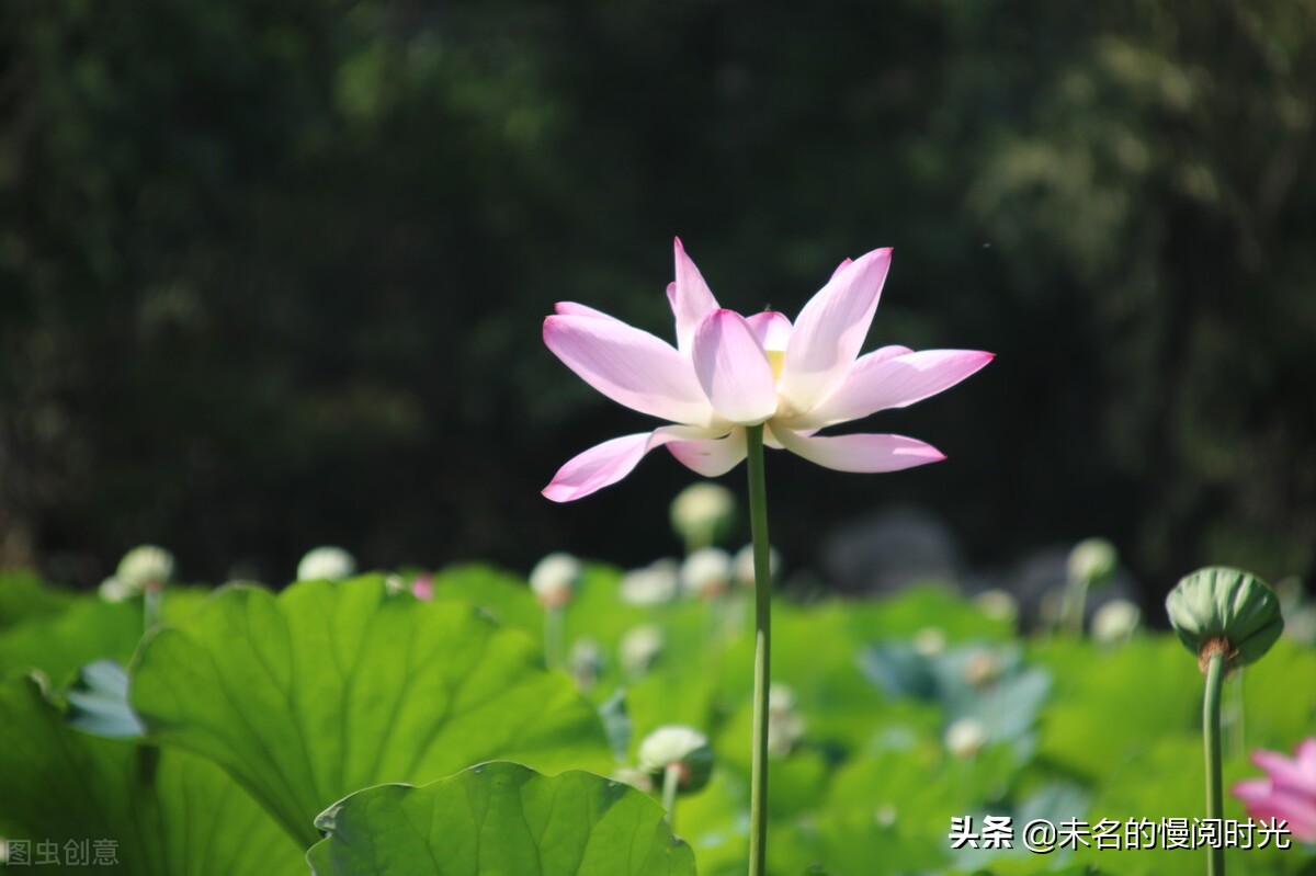 李佳琦最新事件，他不是败给了同行？