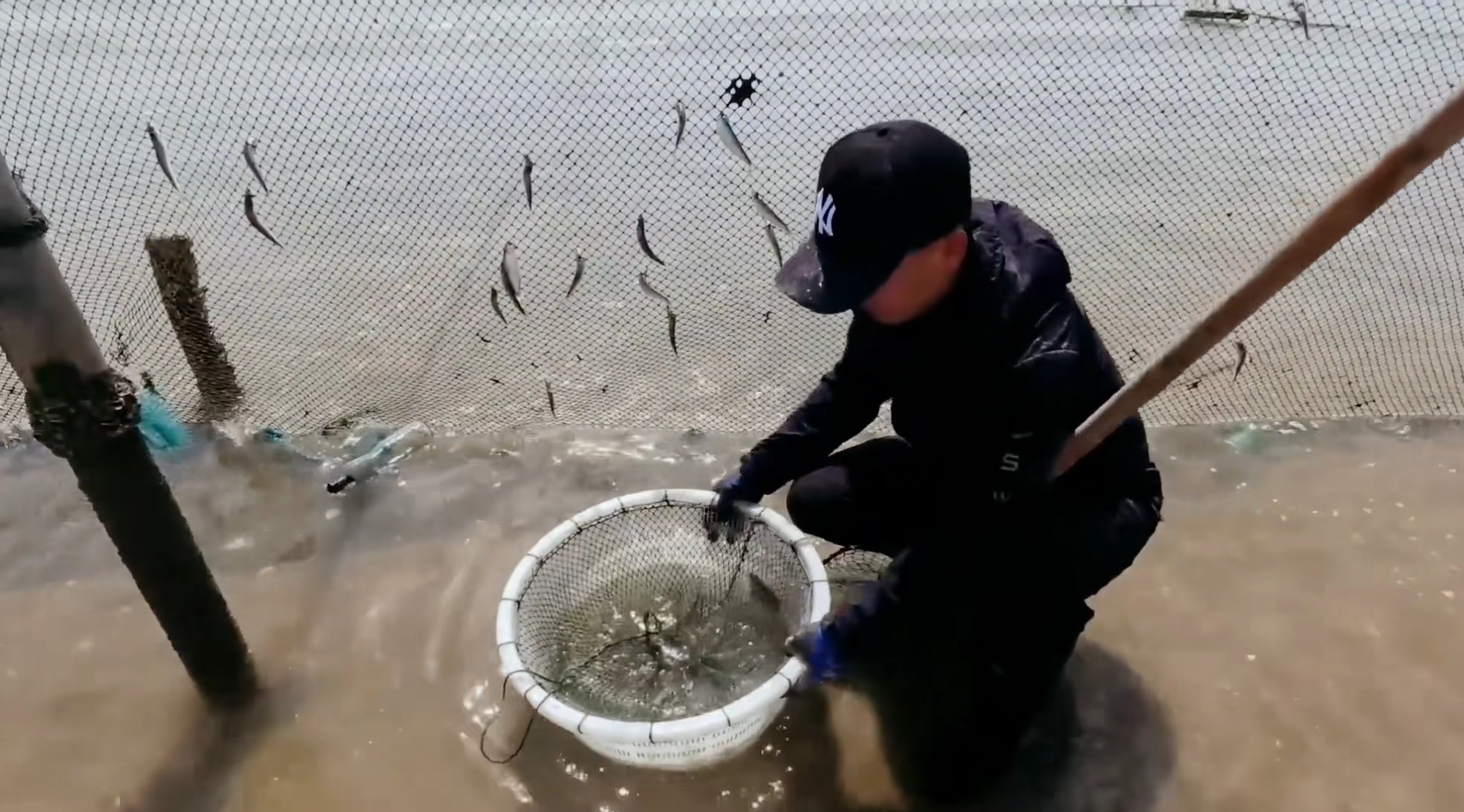 渔民赶海动不动就抓到半桶青蟹，是事先放好的吗