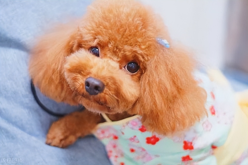 泰迪狗图片大全(告诉你一个秘密) - 赤虎壹号