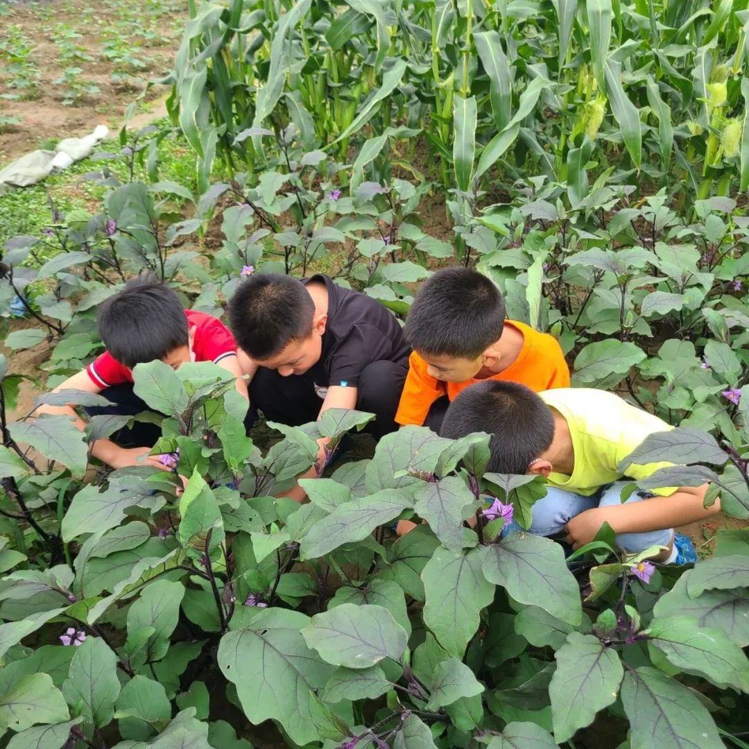 成都高新区朝阳小学深入开展二十四节气之小满有关活动