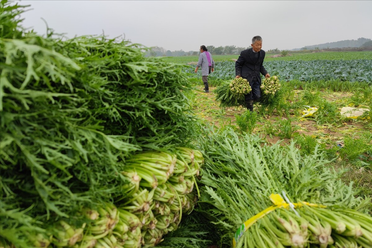 梅干菜的做法（手把手教你传统工艺自制梅干菜）