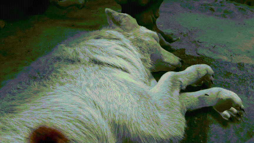 《男狐聊斋3》千年狐妖为报恩甘愿献出内丹,九尾妖狐美若天仙