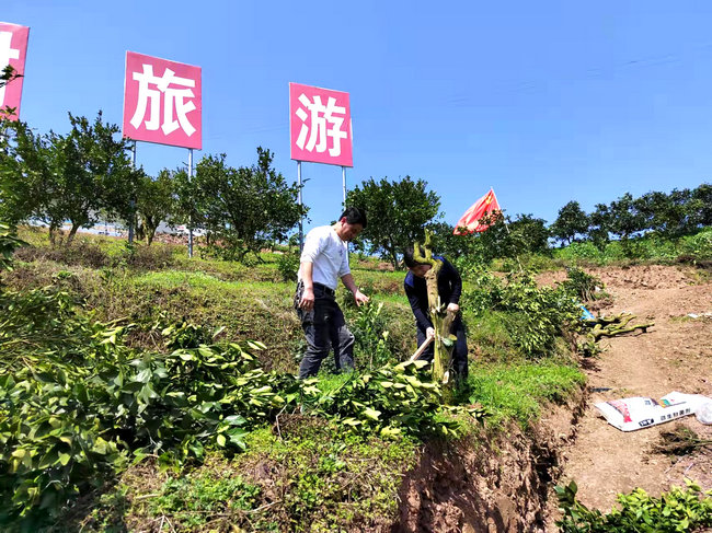 湖南芷江禾梨坳启动“古冲柑橘文化科普园”建设