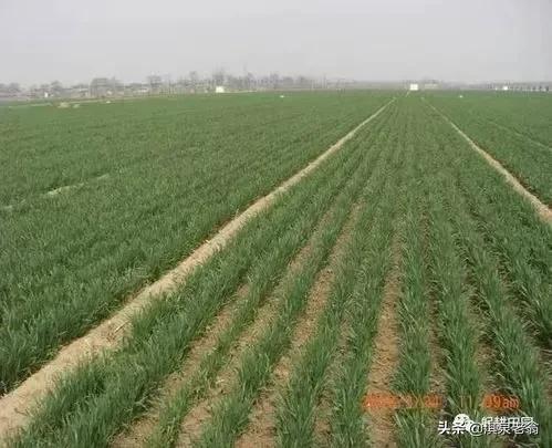 告诉你几个促进作物质优产量高的‘‘施用剂’’及配方