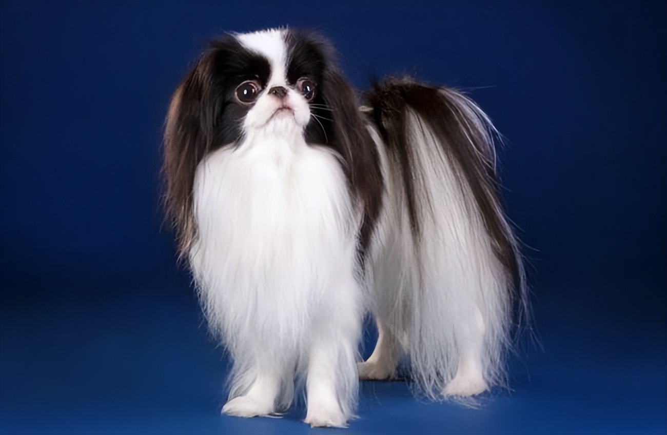 zhòng)犬(japanese chin)又名日本獚(huáng),日本狮子犬,日本跳跳犬