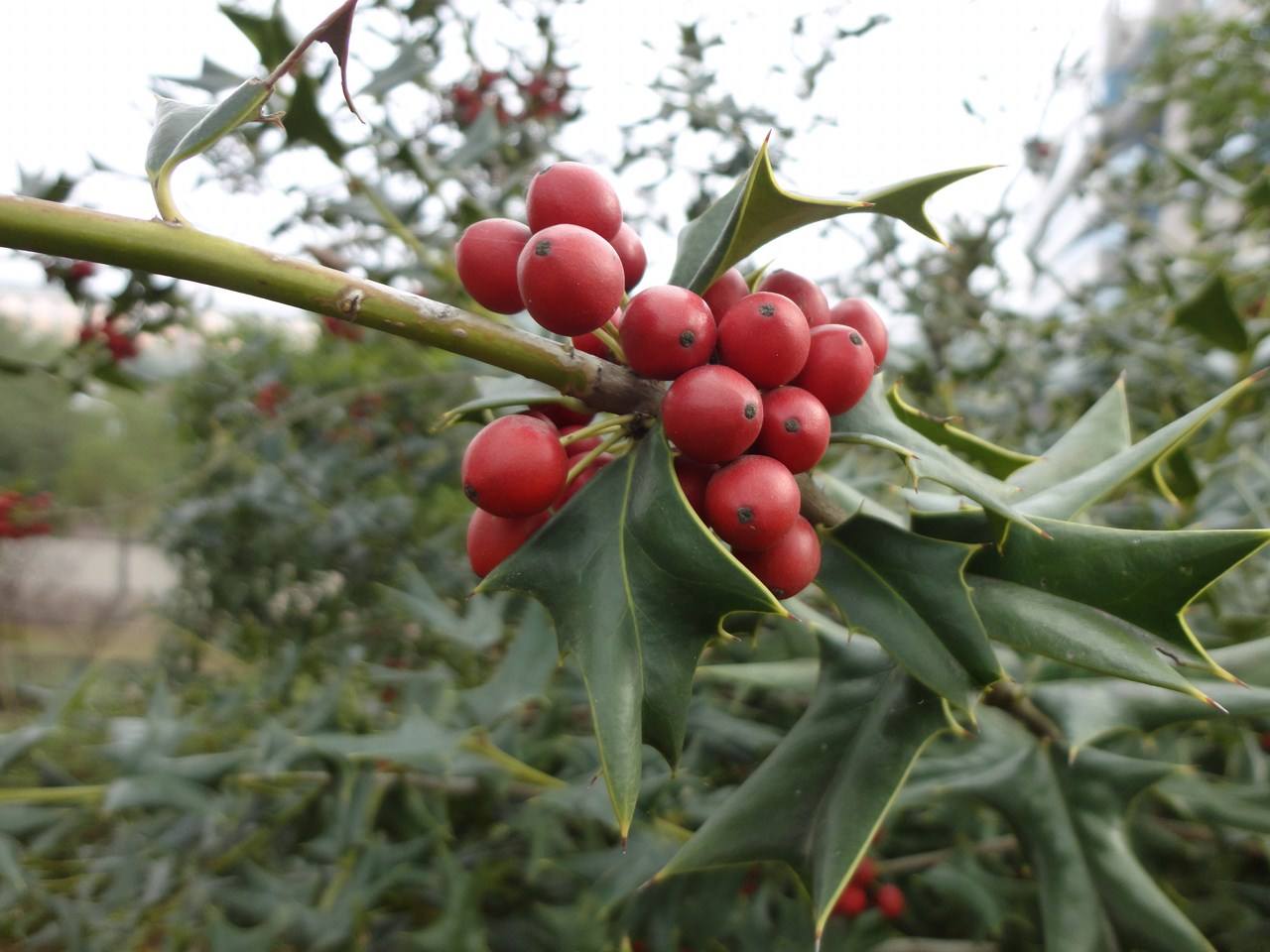 枸骨树价格表(农民讨厌的植物枸骨,却有3个厉害的妙用,很多人不知道)