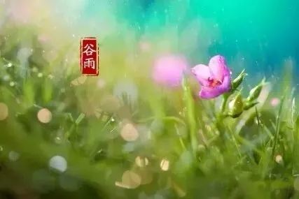 谷雨：与春告别，雨落情长！(太美了)