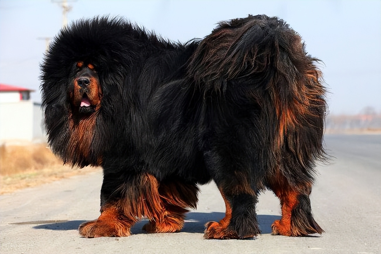 圣伯纳多少钱(世界上体型最大的5种猛犬,藏獒在它们面前,看着像玩具)