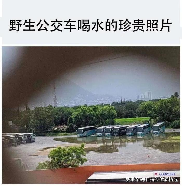 神回复：想娶迪丽热巴做老婆，第一步该做什么？我现在就去试试