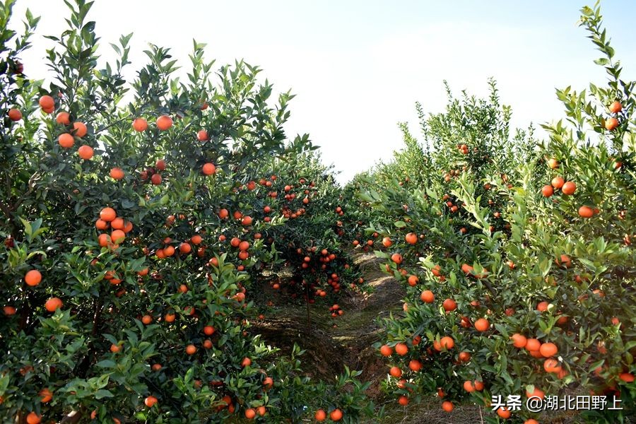 见证一个柑橘产业大村——鸦鹊岭镇云台村回访小记