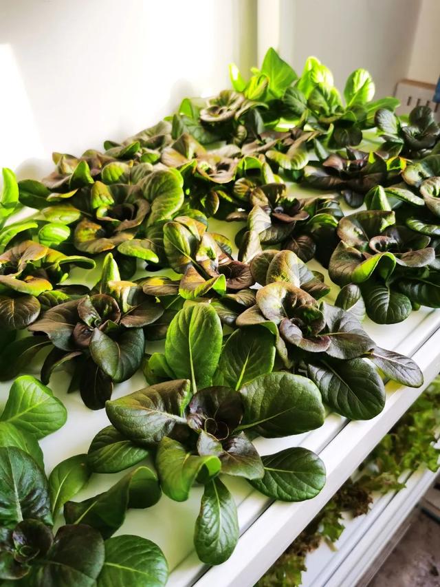 北理工学子用AI种出“零碳”零农残的绿色“科技蔬菜”