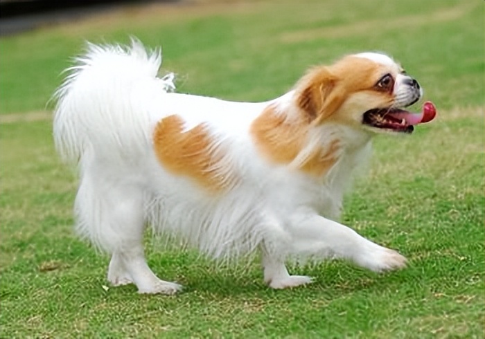 蝴蝶犬多少钱一只 蝴蝶犬价格表大全-世界十大之最