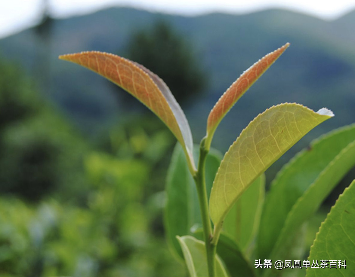 单枞的十大香型（单枞的十大香型有哪些）-第9张图片-科灵网