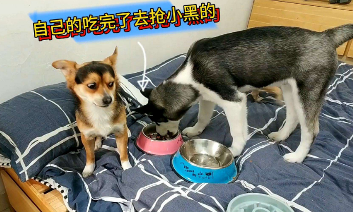 九锤配音