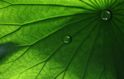 荷叶效应荷叶表面具有极强的疏水性,洒在叶面上的水会自动聚集成水珠