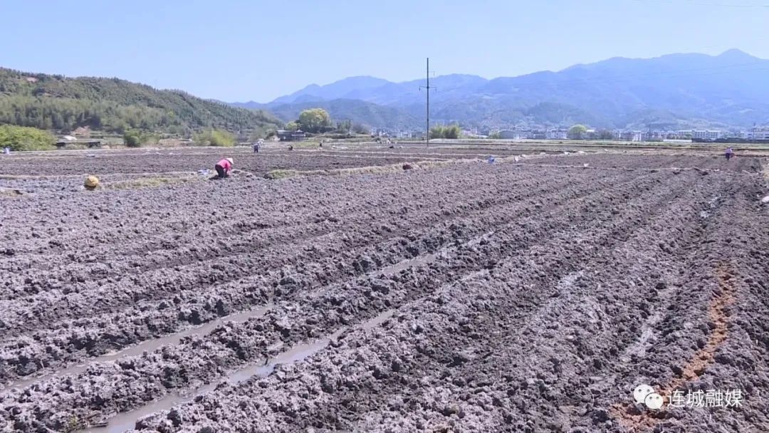 「全面推進(jìn)鄉(xiāng)村振興」姑田：種植檳榔芋 拓寬致富路