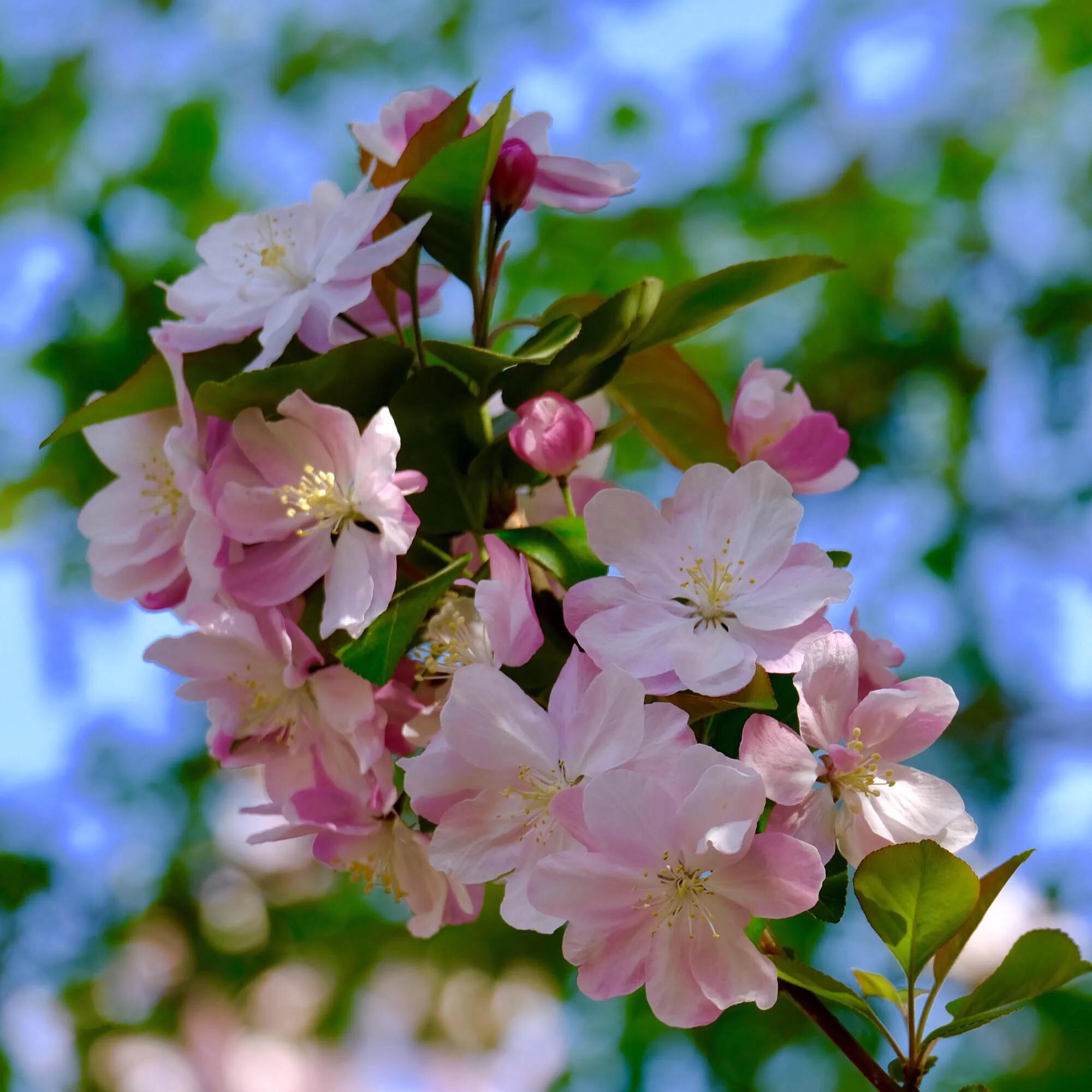 海棠花花期,海棠花哪個季節開