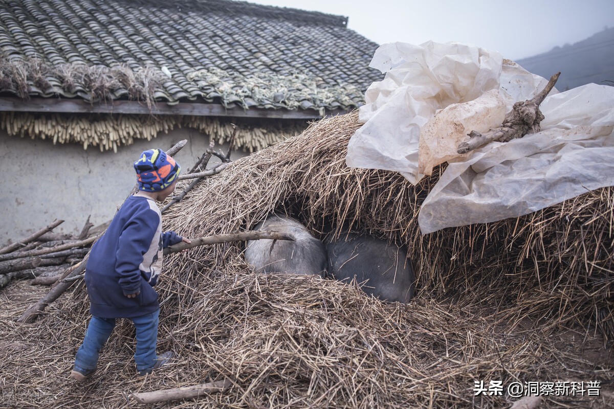 湖南农户家中发生怪事，一家人被神秘黑影袭击，吃饭都得戴上头盔