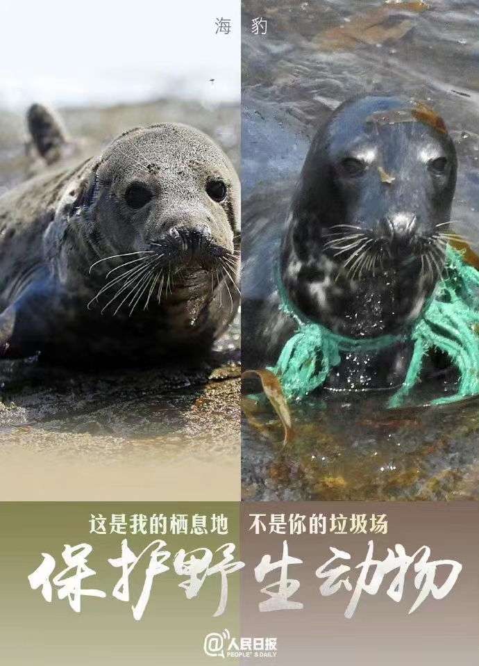 保护动物短的优美句子