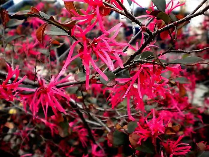 红花檵（jì）木