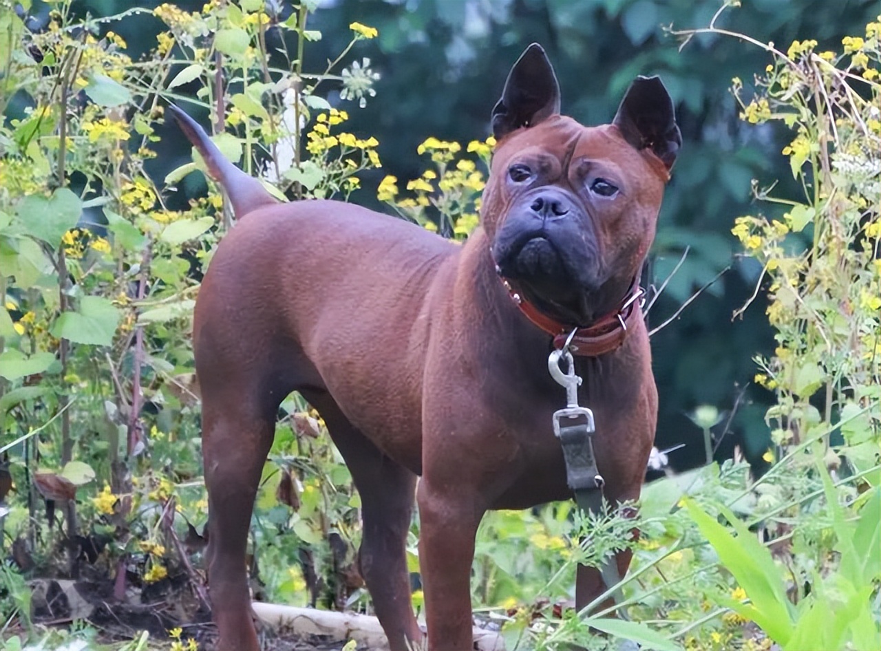 杜高犬的优缺点（杜高犬适合家养吗）-第8张图片-昕阳网