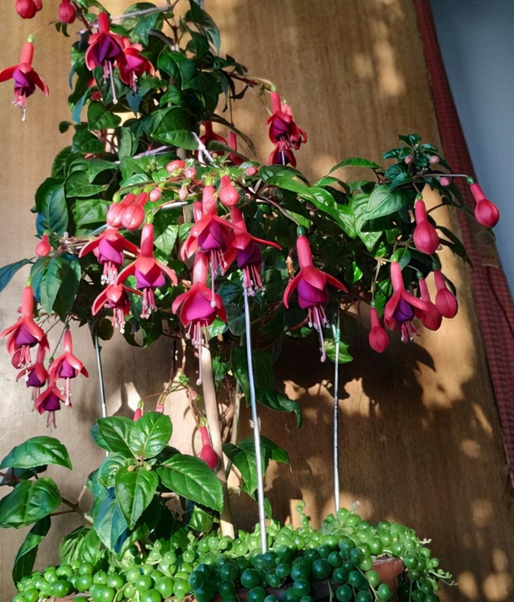 家里光照不足，建议养这10种“耐阴花”，有点散光就能长得很美