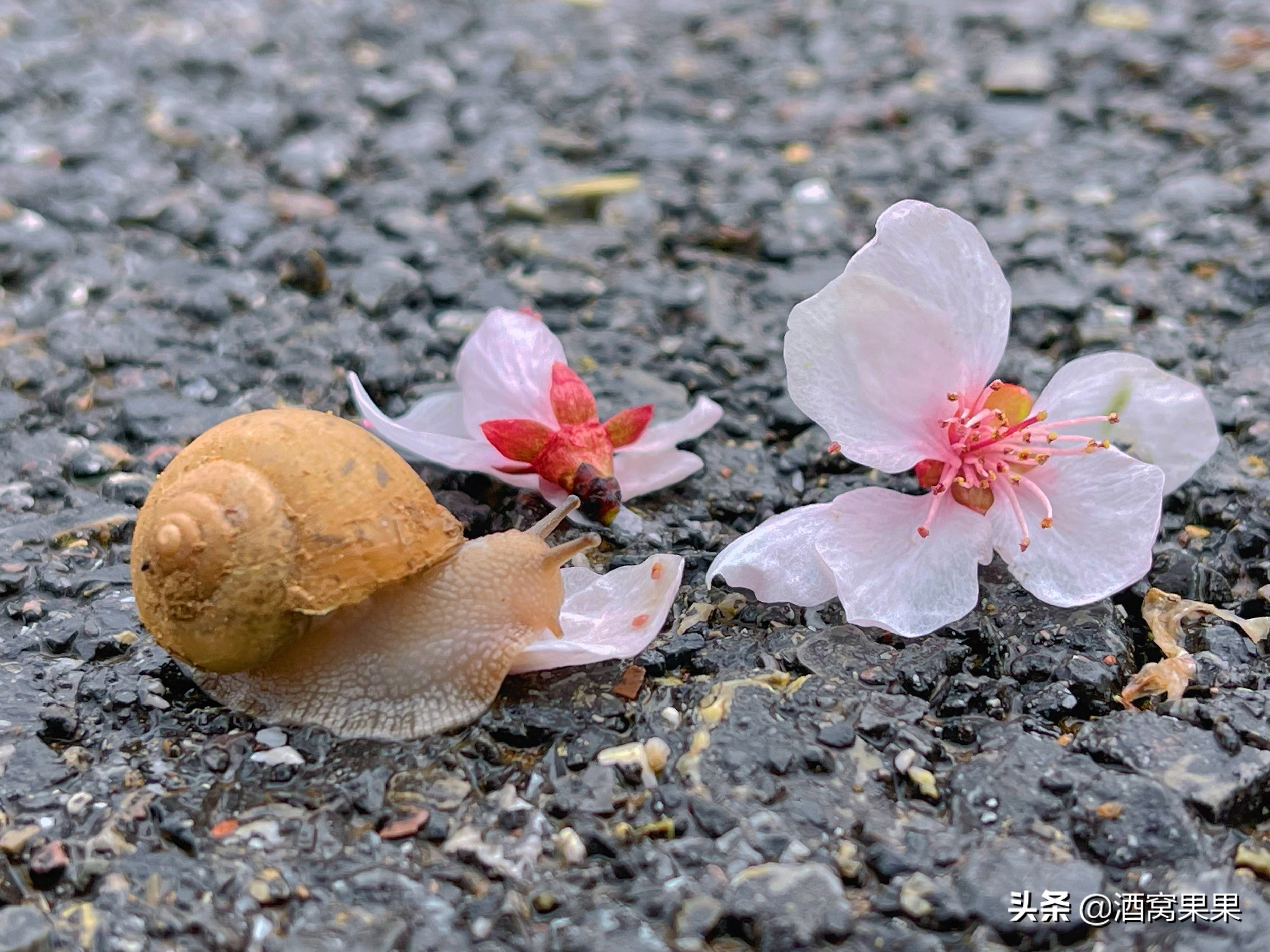 大连幼儿足球培训机构(大连湾体育公园，十里桃花，不要门票停车免费还可露营遛娃)